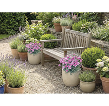 Zahrada s dřevěnou lavicí, květinami a rostlinami v květináčích