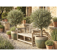 Zahradní scéna s dřevěnou lavičkou a dvěma olivovníky v květináčích