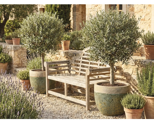 Zahradní scéna s dřevěnou lavičkou a dvěma olivovníky v květináčích
