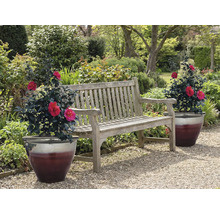 Dřevěná zahradní lavice se dvěma hrnkovými rostlinami na zahradě