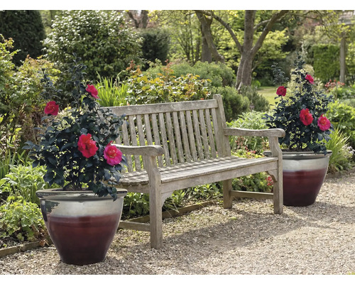 Dřevěná zahradní lavice se dvěma hrnkovými rostlinami na zahradě