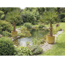 Zahradní jezírko s pobřežní vegetací a dvěma palmami v květináčích