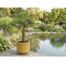 Žumara ztepilá v květináči v zahradě u jezírka