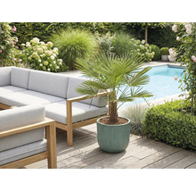 Exteriér se zahradním nábytkem, bazénem a hrnkovou rostlinou s vějířovou palmou