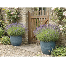 Dva strukturované květináče s levandulí vedle zahradního plotu.