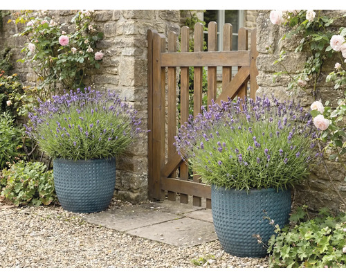 Dva strukturované květináče s levandulí vedle zahradního plotu.