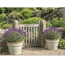 Zahrada s dřevěnou brankou a levandulí v květináčích