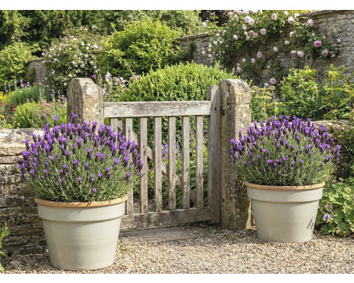 Zahrada s dřevěnou brankou a levandulí v květináčích