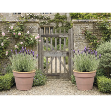 Zahrada s kamennou bránou, růžemi, levandulí v květináčích a štěrkovou cestou