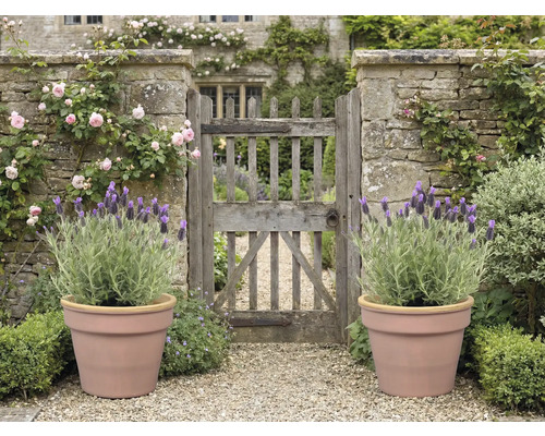 Zahrada s kamennou bránou, růžemi, levandulí v květináčích a štěrkovou cestou