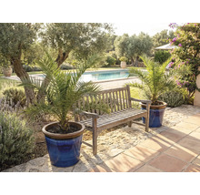 Zahradní scéna s dřevěnou lavicí a datlovými palmami v květináčích u bazénu