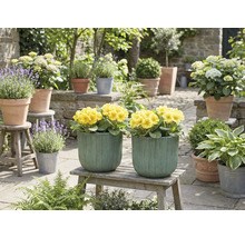 Dekorativní zahradní scéna se žlutými květy v květináčích