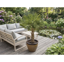 Zahradní scéna s nábytkem a palmou v květináči na dřevěné terase vedle jezírka