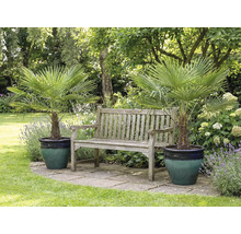 Zahradní scéna se dvěma žumara ztepilá v květináčích a dřevěnou lavicí