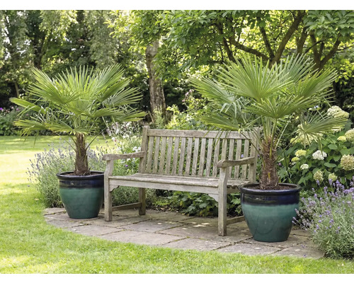 Zahradní scéna se dvěma žumara ztepilá v květináčích a dřevěnou lavicí