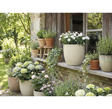 Květinové aranžmá s hrnkovými rostlinami venku