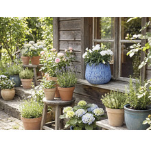 Pohled do zahrady s květinami a bylinkami v květináčích na lavičkách a stoličkách před dřevěným domem.