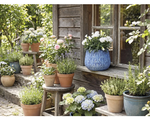Pohled do zahrady s květinami a bylinkami v květináčích na lavičkách a stoličkách před dřevěným domem.