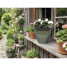 Dekorativní zahrada s květinami a rostlinami v květináčích před domem.