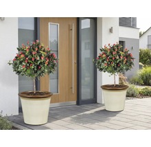 Dva růžové stromky s červenými květy v květináčích před vchodovými dveřmi.