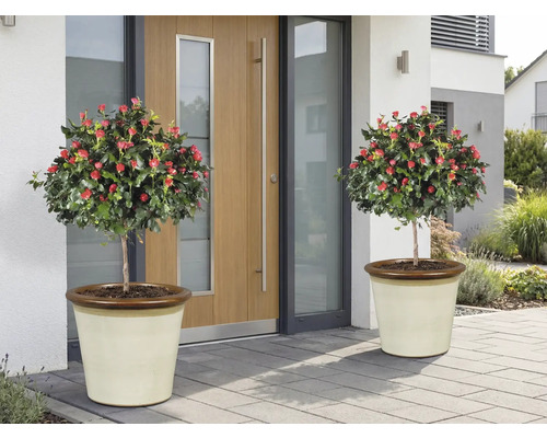 Dva růžové stromky s červenými květy v květináčích před vchodovými dveřmi.