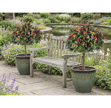 Scéna se zahradní lavicí mezi dvěma růžovými stromky v květináčích na zahradě