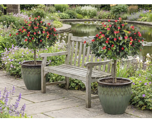 Scéna se zahradní lavicí mezi dvěma růžovými stromky v květináčích na zahradě