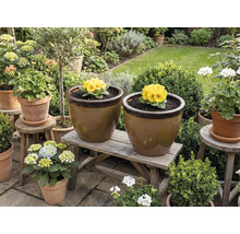 Pohled do zahrady s květináči na dřevěné lavici a stoličkách, osázenými prvosenkami a hortenziemi.