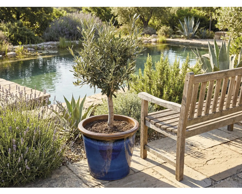 Olivovník v květináči vedle dřevěné lavice v zahradě s jezírkem