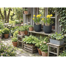 Idylická zahradní scéna s různými rostlinami v květináčích a truhlících před dřevěným zahradním domkem.