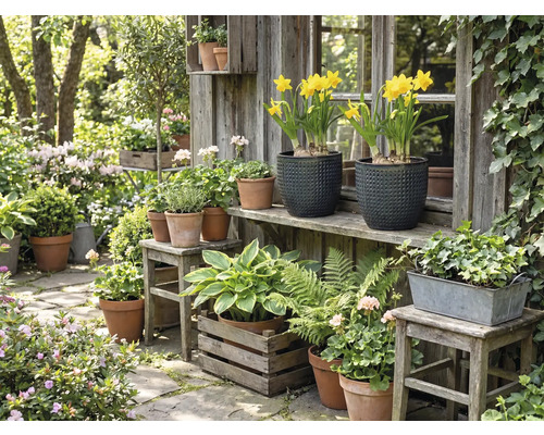 Idylická zahradní scéna s různými rostlinami v květináčích a truhlících před dřevěným zahradním domkem.