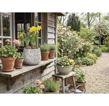 Ozdobná zahrada s hrnkovými rostlinami a květinami na dřevěné verandě