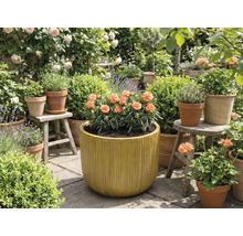 Zahrada s květinami v květináčích a truhlících.