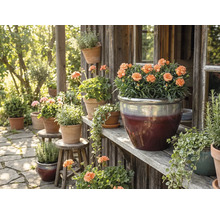 Dekorativní zahradní scéna s květinami v květináčích na dřevěných policích a stoličkách.