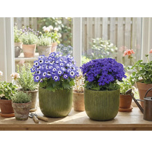 Místnost s kvetoucími hrnkovými rostlinami na parapetu