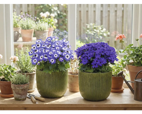 Místnost s kvetoucími hrnkovými rostlinami na parapetu