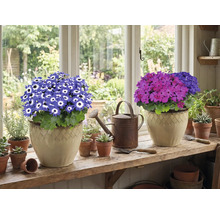 Dvě hrnkové rostliny s květy na okenním parapetu, plus konev a malé květináče.