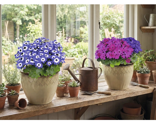 Dvě hrnkové rostliny s květy na okenním parapetu, plus konev a malé květináče.