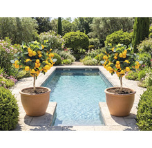 Dva citroníky v terakotových květináčích vedle bazénu v zahradě.