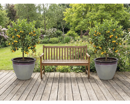 Zahrada s dřevěnou lavičkou a dvěma mandarinkovníky v květináčích na dřevěné terase.