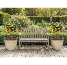 Zahradní scéna s dřevěnou lavicí a dvěma mandarinkovníky v květináčích