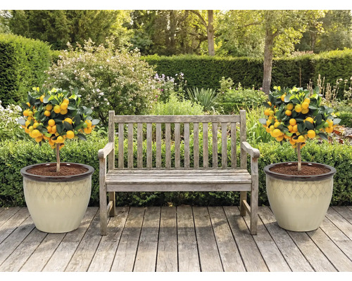 Zahradní scéna s dřevěnou lavicí a dvěma mandarinkovníky v květináčích