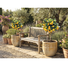 Zahradní scéna s citronovými stromy v květináčích a dřevěnou lavicí