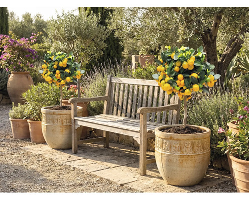 Zahradní scéna s citronovými stromy v květináčích a dřevěnou lavicí