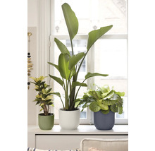 Pokojové rostliny v květináčích na parapetu.