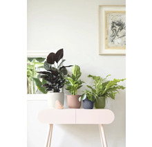 Dekorativní pokojové rostliny v květináčích na konzolovém stolku