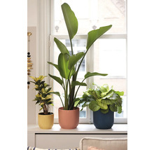 Tři pokojové rostliny v květináčích na okenním parapetu