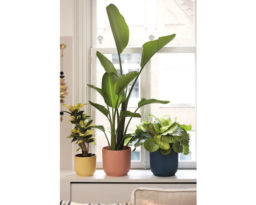 Tři pokojové rostliny v květináčích na okenním parapetu