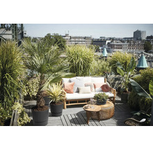 Slunečná střešní terasa s dřevěnou pohovkou, bílými polstry, polštáři a různými rostlinami v květináčích jako palmy a trávy.