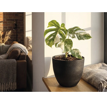 Monstera Deliciosa Variegata v tmavem kvetinaci na drevene polici ve svetlem obyvacim pokoji.
